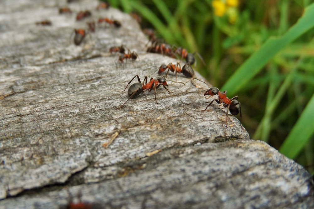 antcontrol
