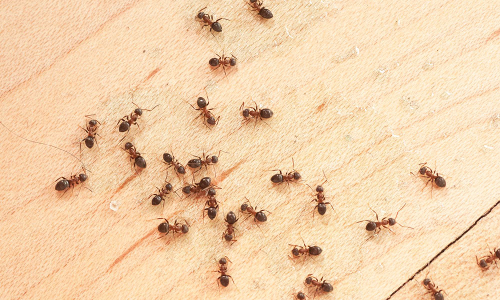 ants