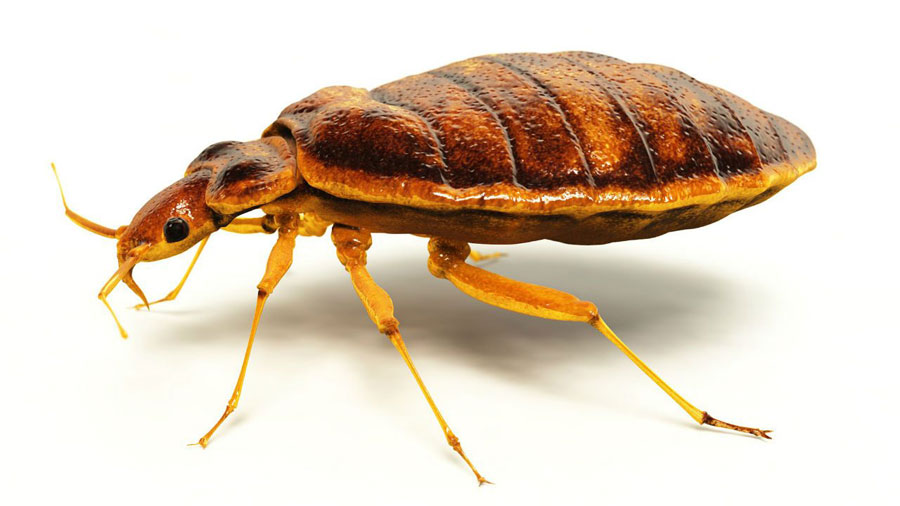 bedbugs