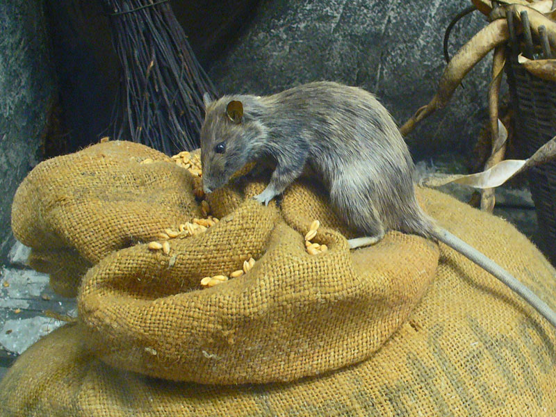 rat