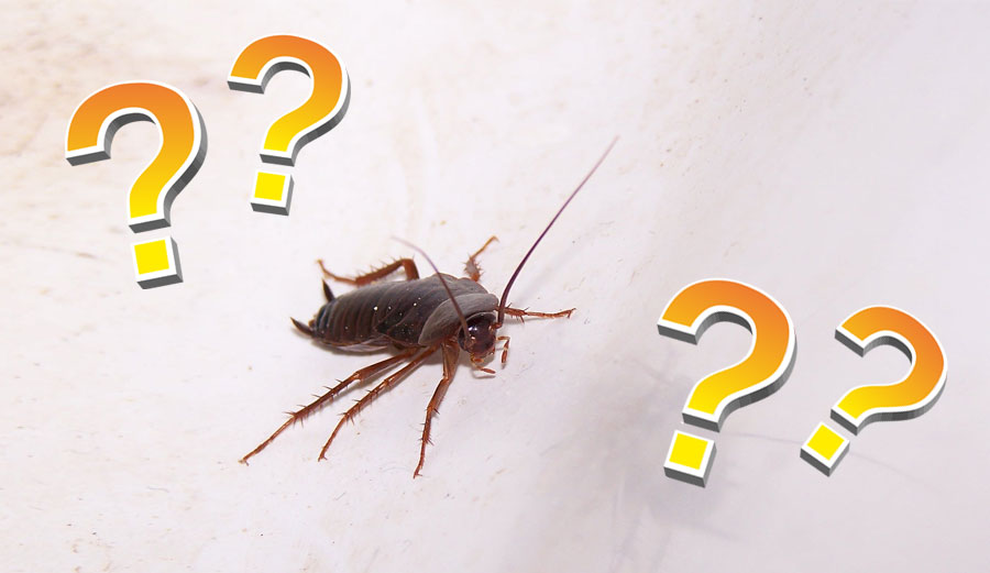 roach title